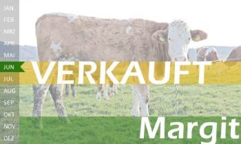 trchtige Fleckvieh Kalbin zu verkaufen, beweidet und ruhig